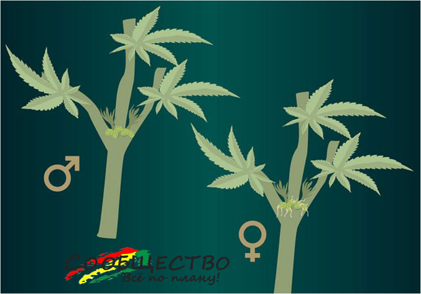 отличить мужское растение марихуаны женского